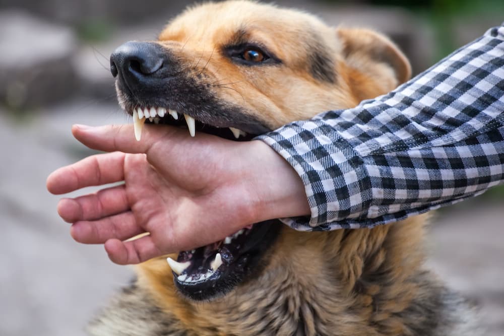 Dog Bites Image