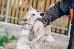Dog biting down on the sleeve of a person with their arm out.